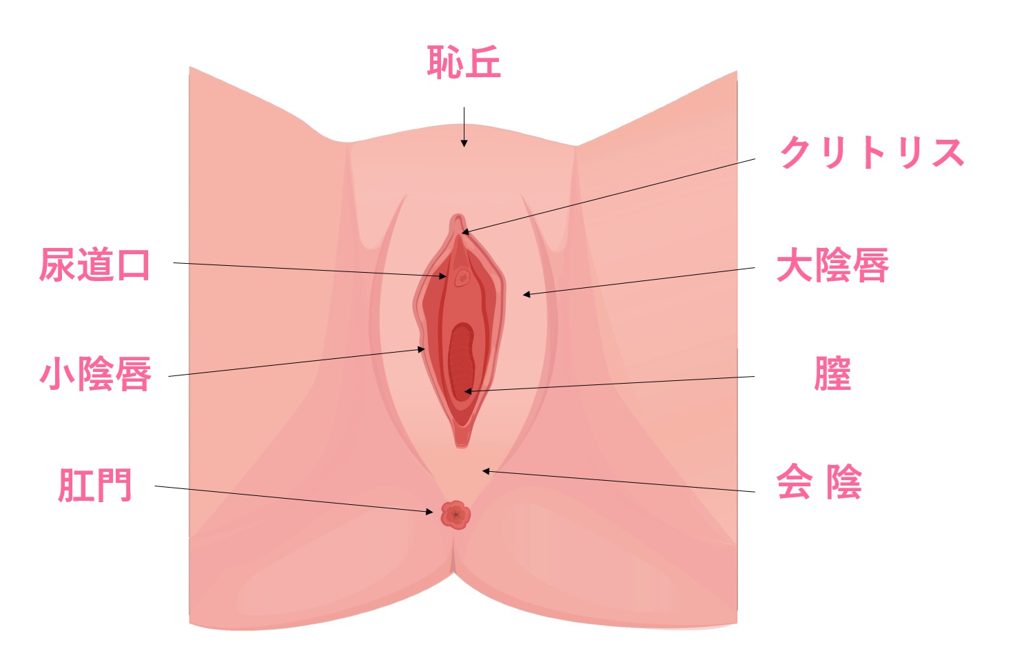 女性の尿道はどこにある？膣との位置関係・見つけ方と構造を徹底解説