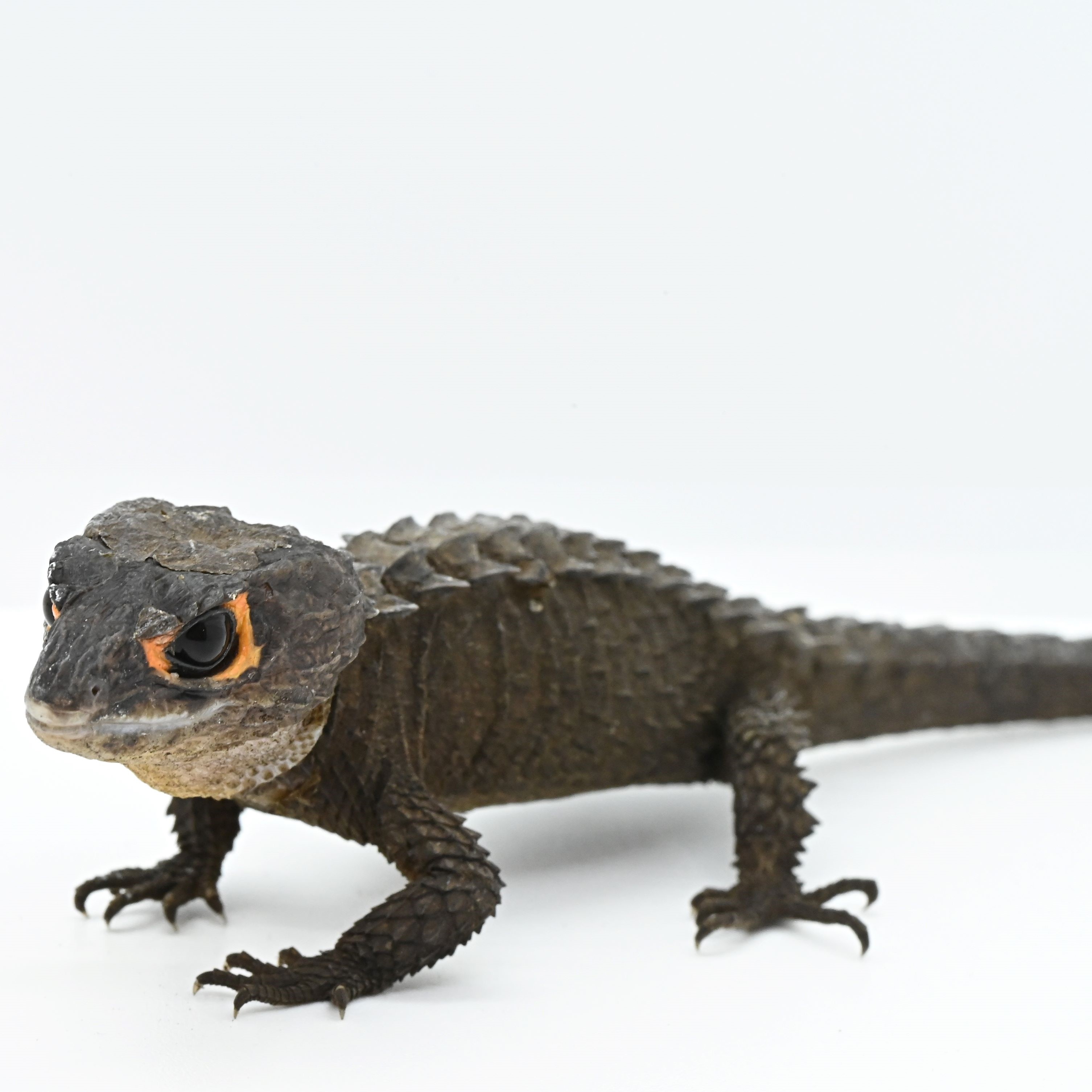 アカメカブトトカゲ飼育の真相と2026年最新データ｜失敗しない完全解説