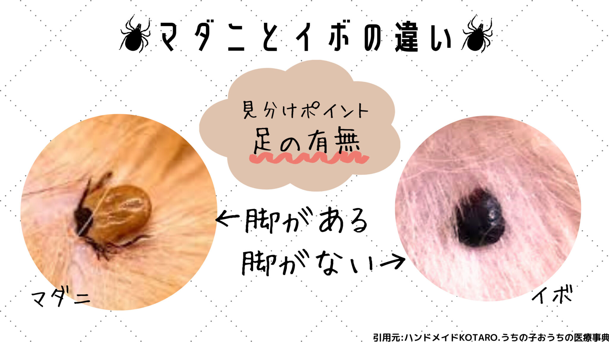 マダニ刺され跡の画像と特徴｜虫刺されとの違いや危険な初期症状を解説