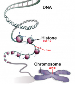 【必見】 Dna と 染色体 の 違い 経歴＆学歴まとめ 2026 #844