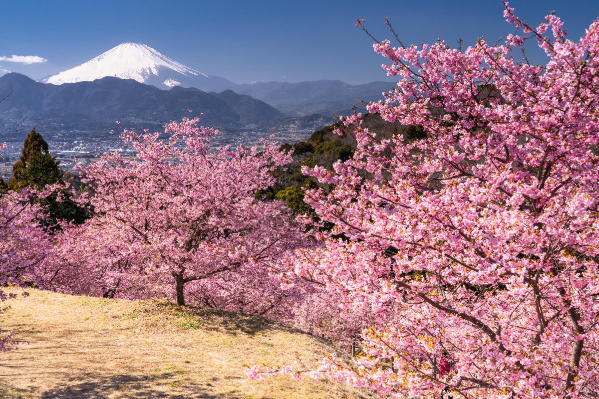 おおいゆめの里の桜と富士山2026！開花状況と混雑回避の裏ワザ徹底解説