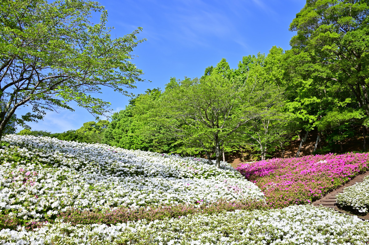 あつぎつつじの丘公園2026見頃と混雑の真相！駐車場・開花完全攻略