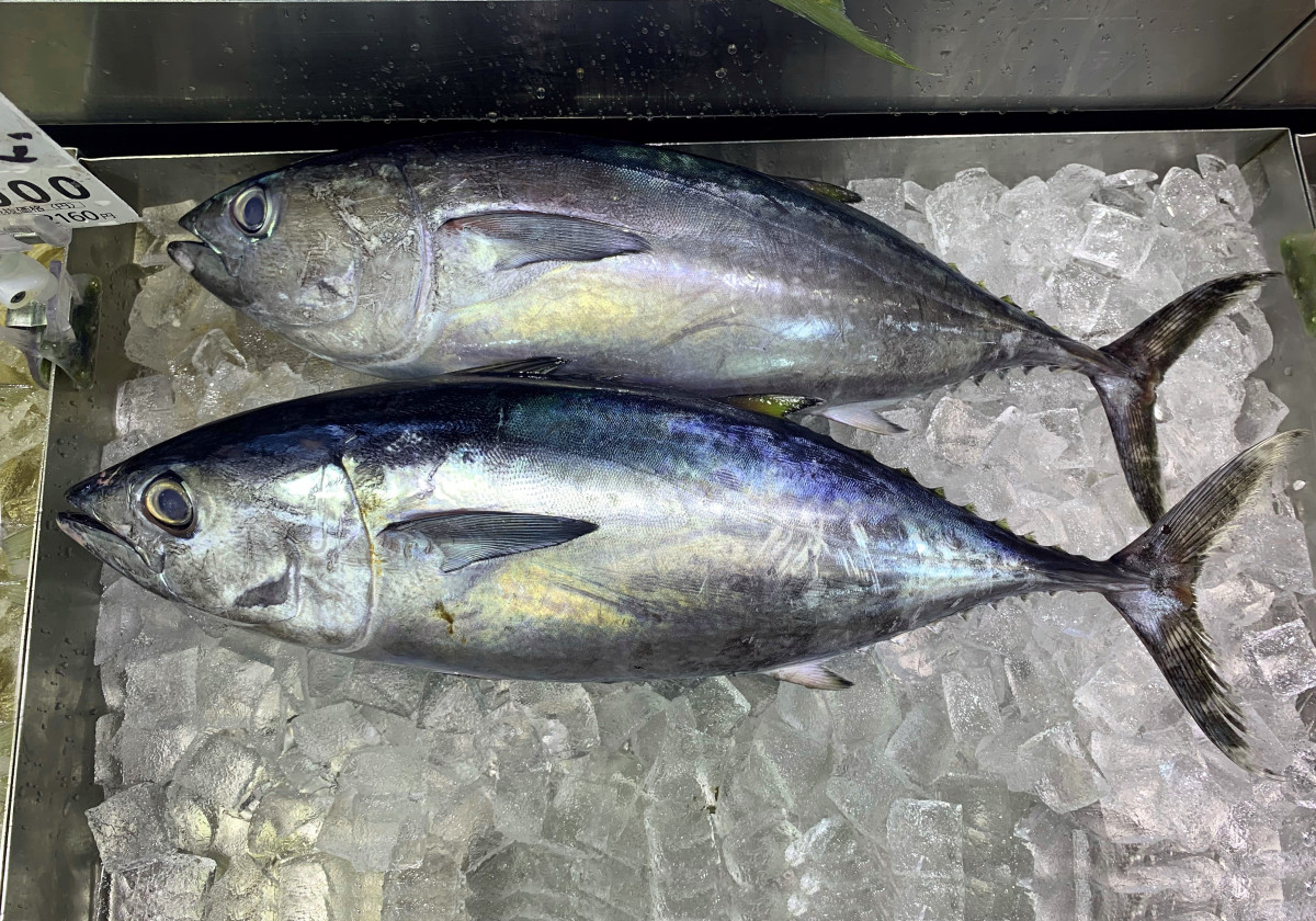 三崎のマグロはなぜ美味い？遠洋の歴史と極上名店・攻略法2026