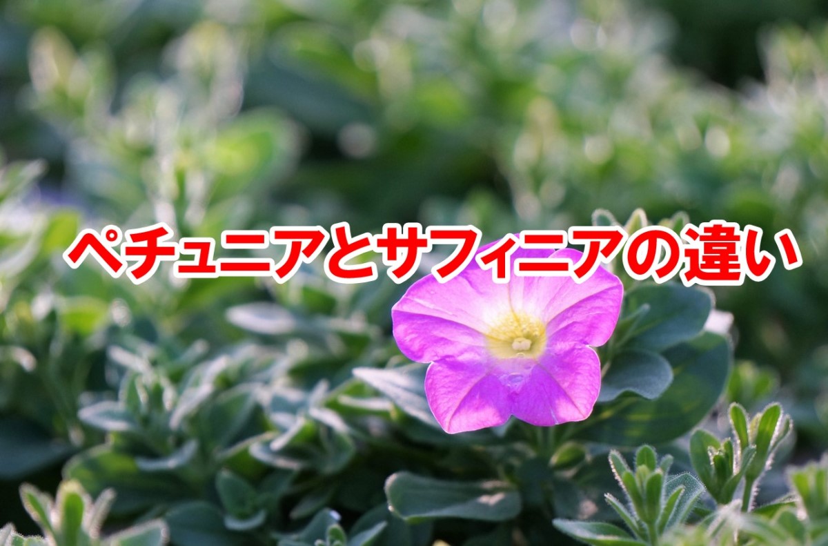 サフィニアとペチュニアの違いを比較！耐雨性や花数で見極める選び方