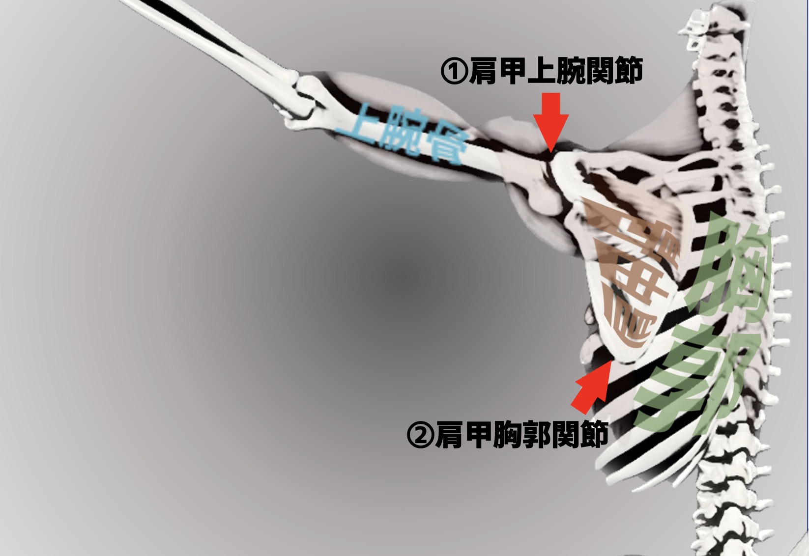 肩こり・猫背の元凶はここ！肩甲胸郭関節の可動域を劇的に広げるストレッチ法