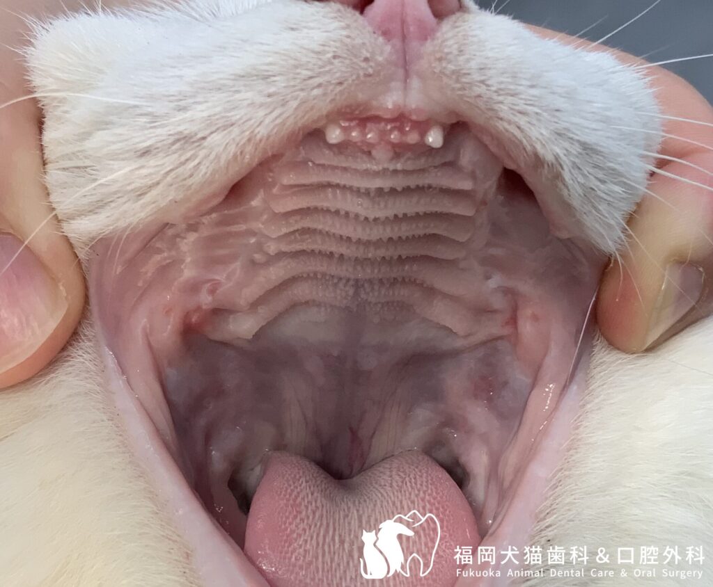 猫の口の中に黒い斑点や赤い腫れ？危険な病気の見分け方と受診目安