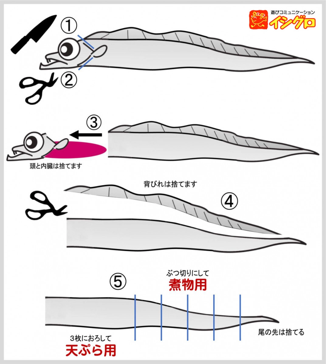 太刀魚の捌き方完全解説！背ビレ処理と大名おろしで初心者も絶品刺身に