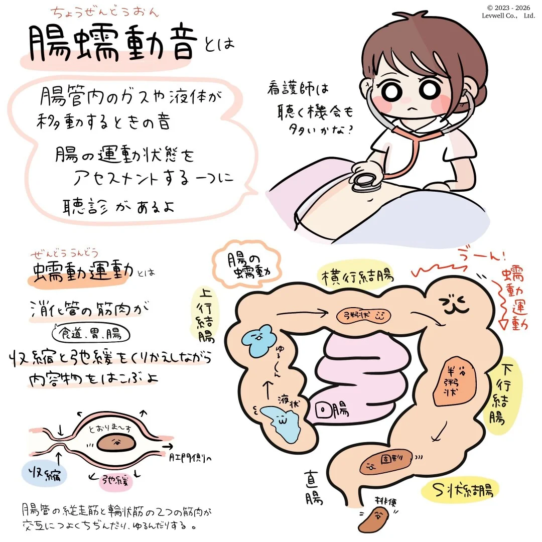 腸蠕動音が鳴り止まない・消える謎｜お腹のSosと病気の見分け方