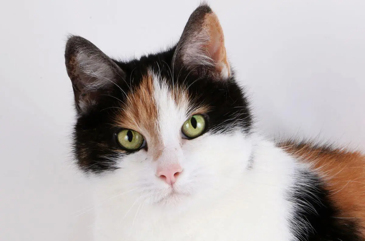 三毛猫のオス確率は約3万分の1！遺伝子の奇跡と数千万円の真相