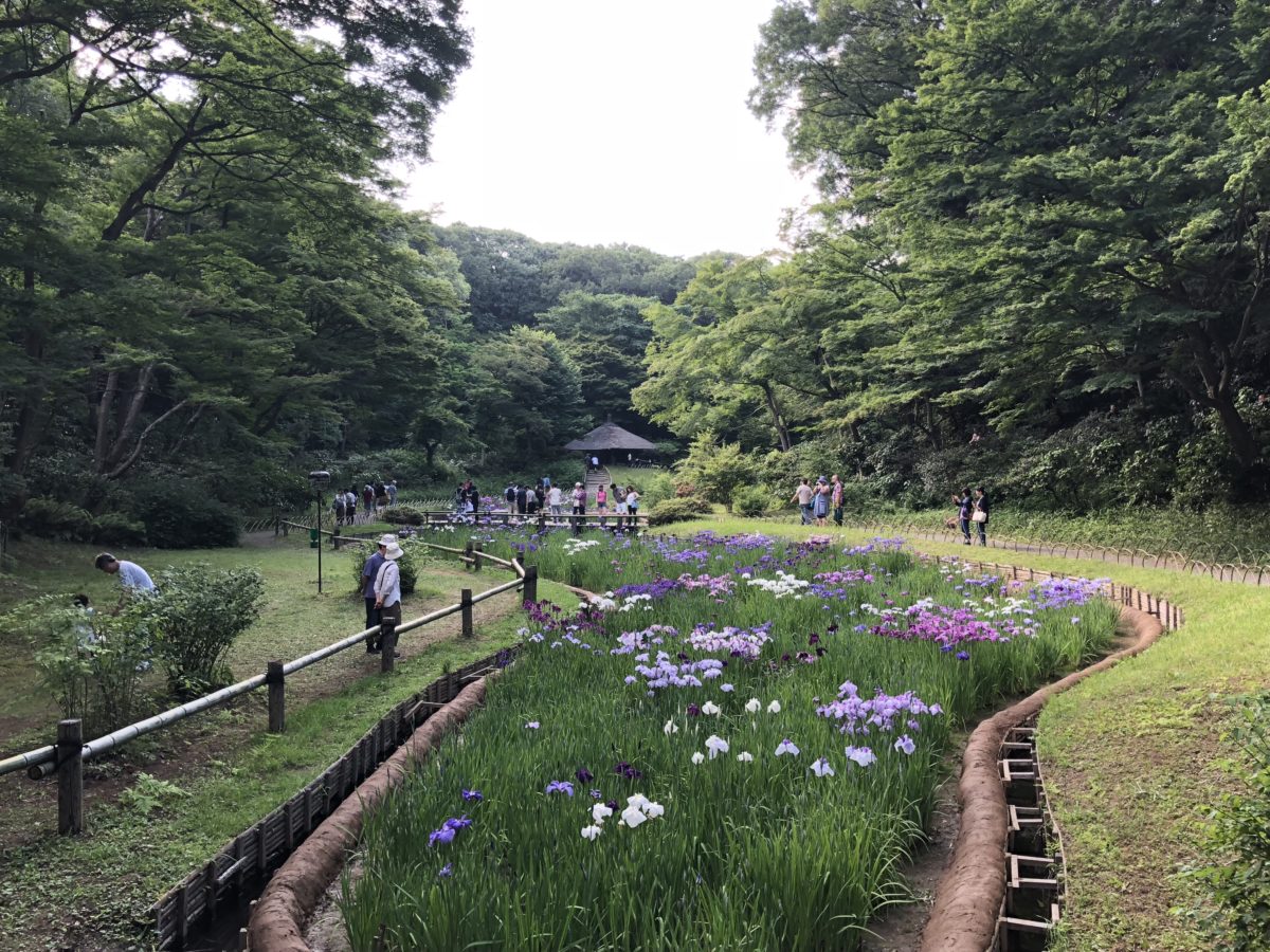 明治神宮御苑の真相と見どころ徹底解説！清正の井戸の噂から花菖蒲まで