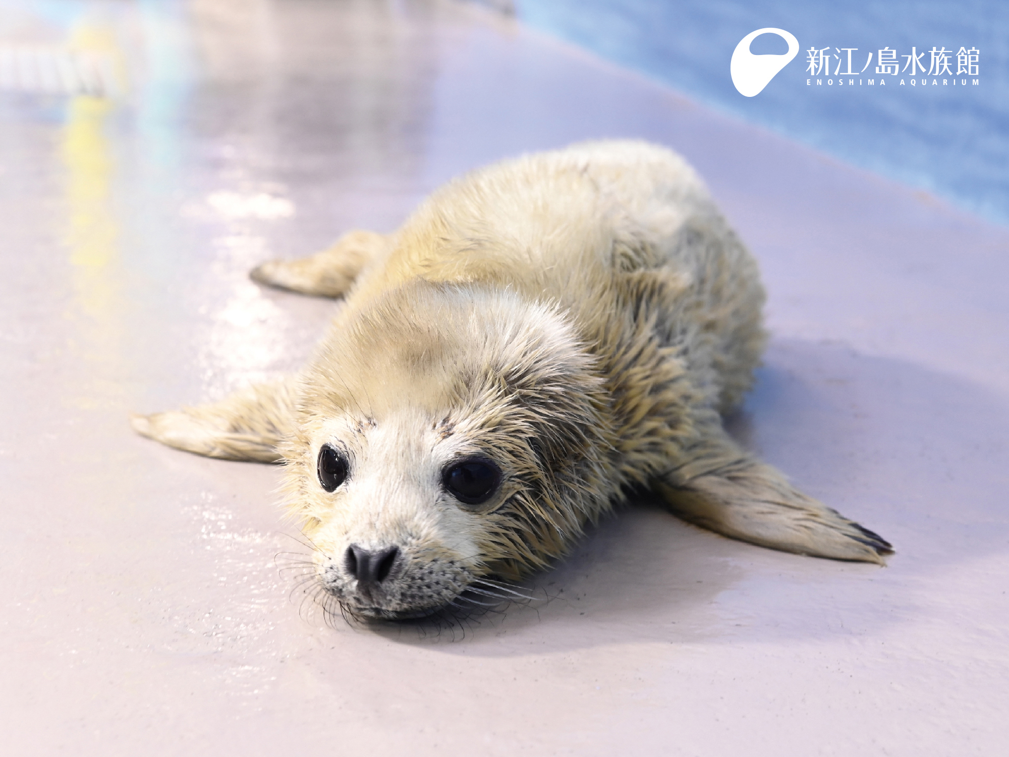【2026年最新】新江ノ島水族館のアザラシ完全版！人気個体や給餌時間を徹底解説