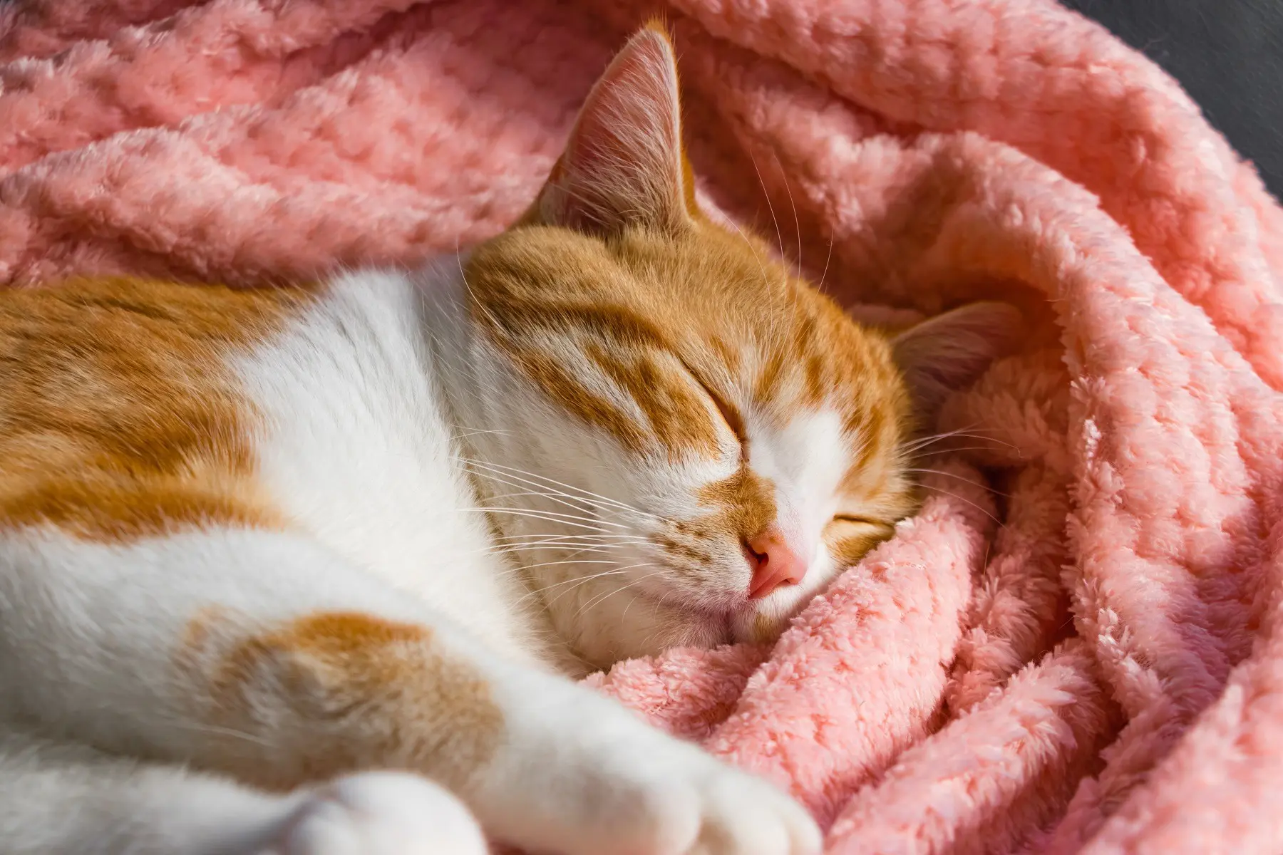 なぜ茶トラ猫は甘えん坊？オス8割の遺伝の真相と長生きの秘訣を徹底解説