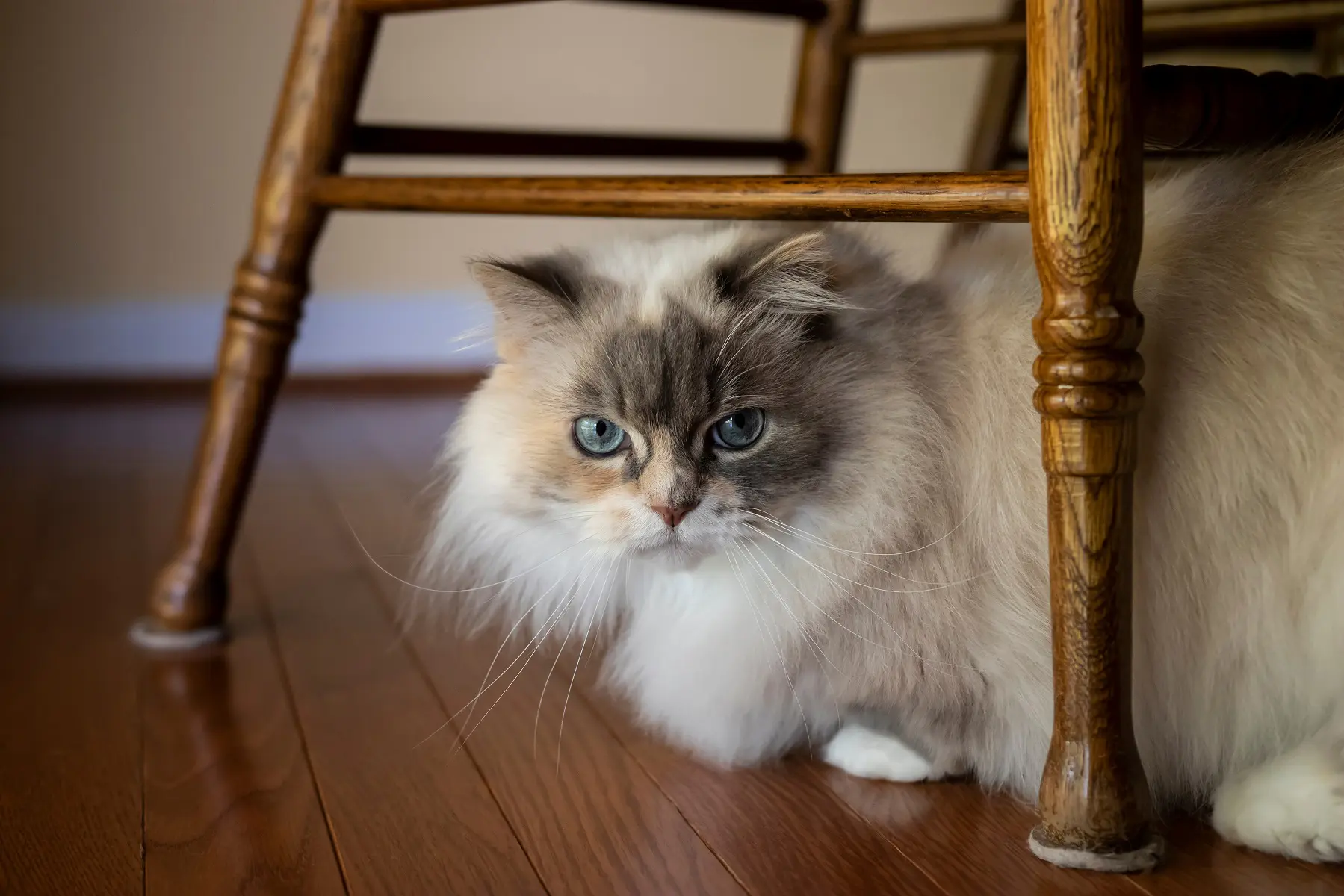 ミヌエット成猫の真実｜性格変化と大きさ・飼育の盲点を徹底解説