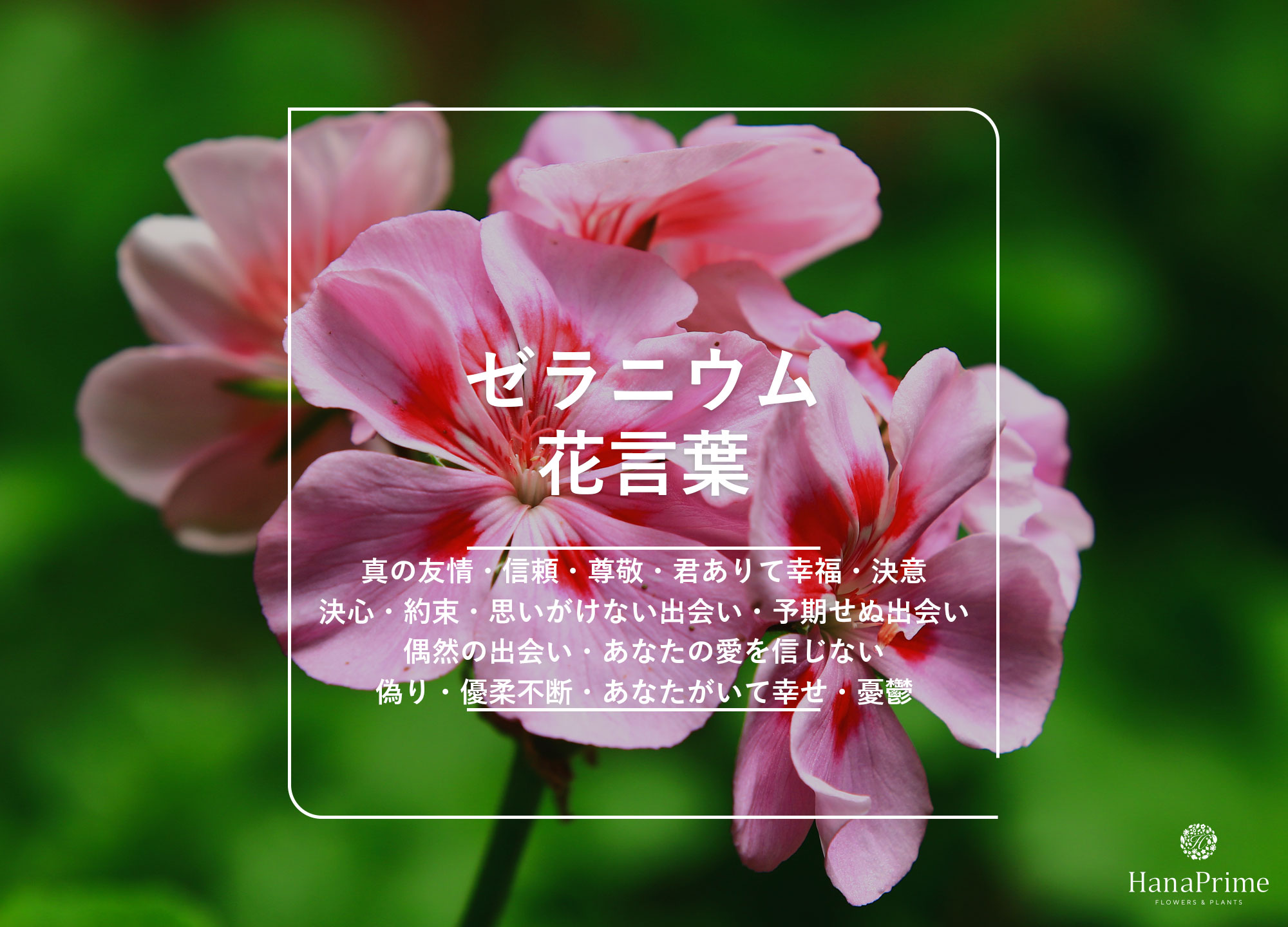 ゼラニウムの花言葉は怖い？色別の意味と贈る際のリスクを徹底検証