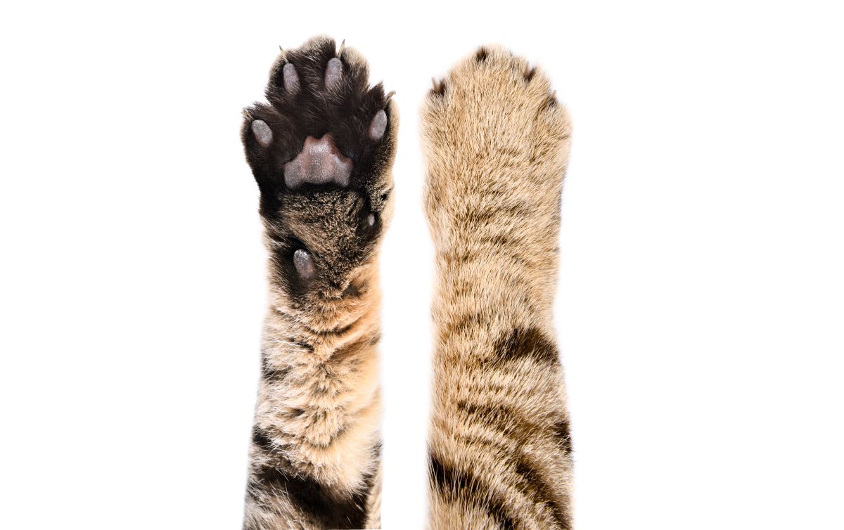 猫の肉球が香ばしい理由とは？色と健康サインの真相＆2026最新ケア