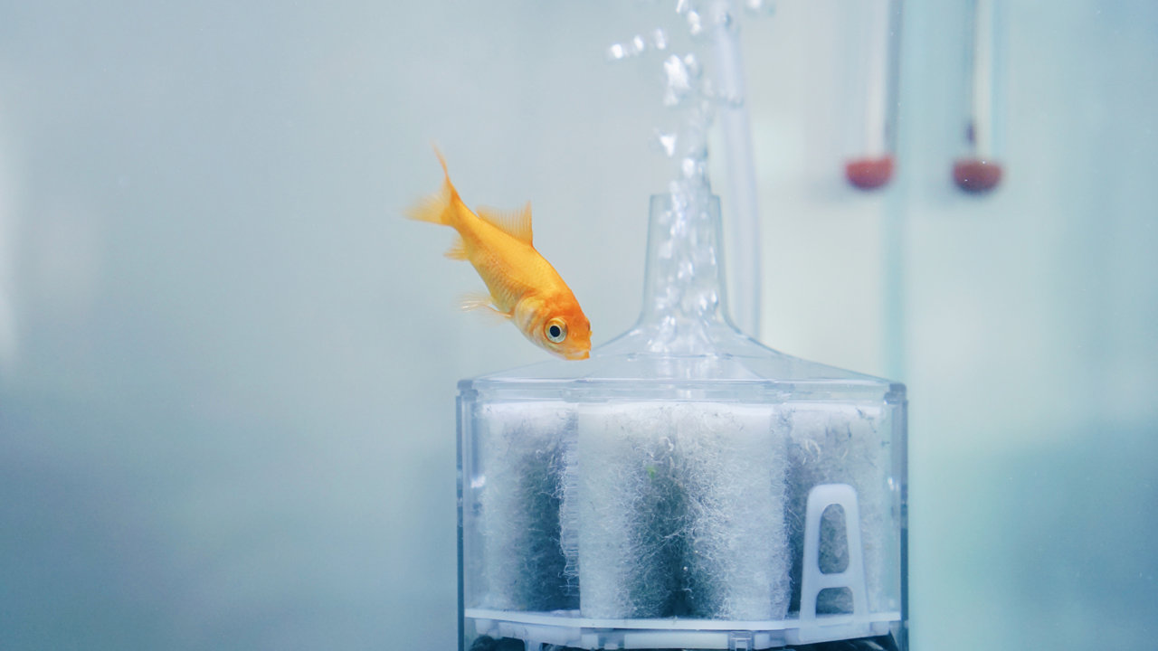 金魚のブクブクは必要？なし飼育の罠と夜止める危険性を徹底解説