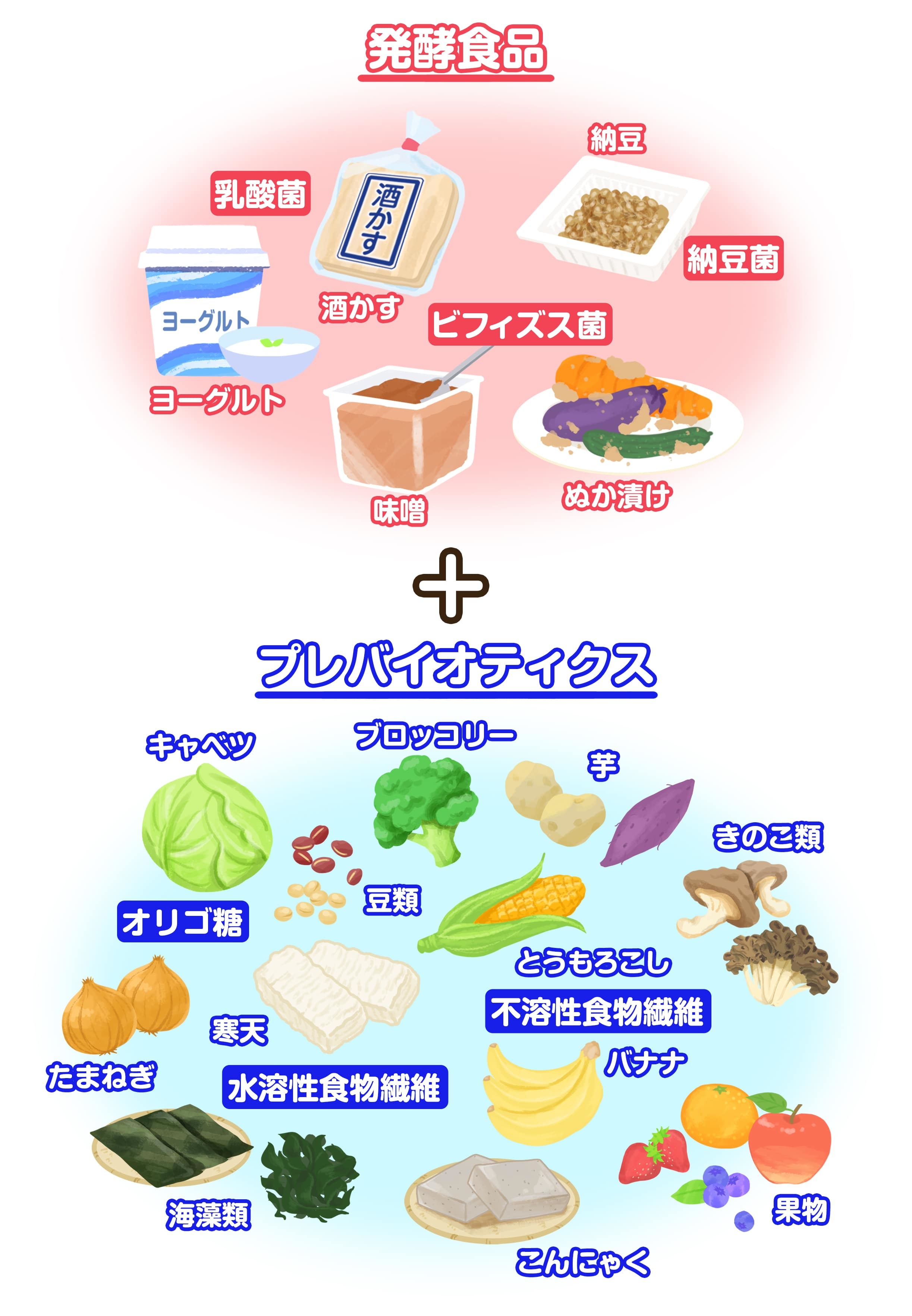 痩せ菌とは？デブ菌との違いや増やし方を2026年最新研究から解説