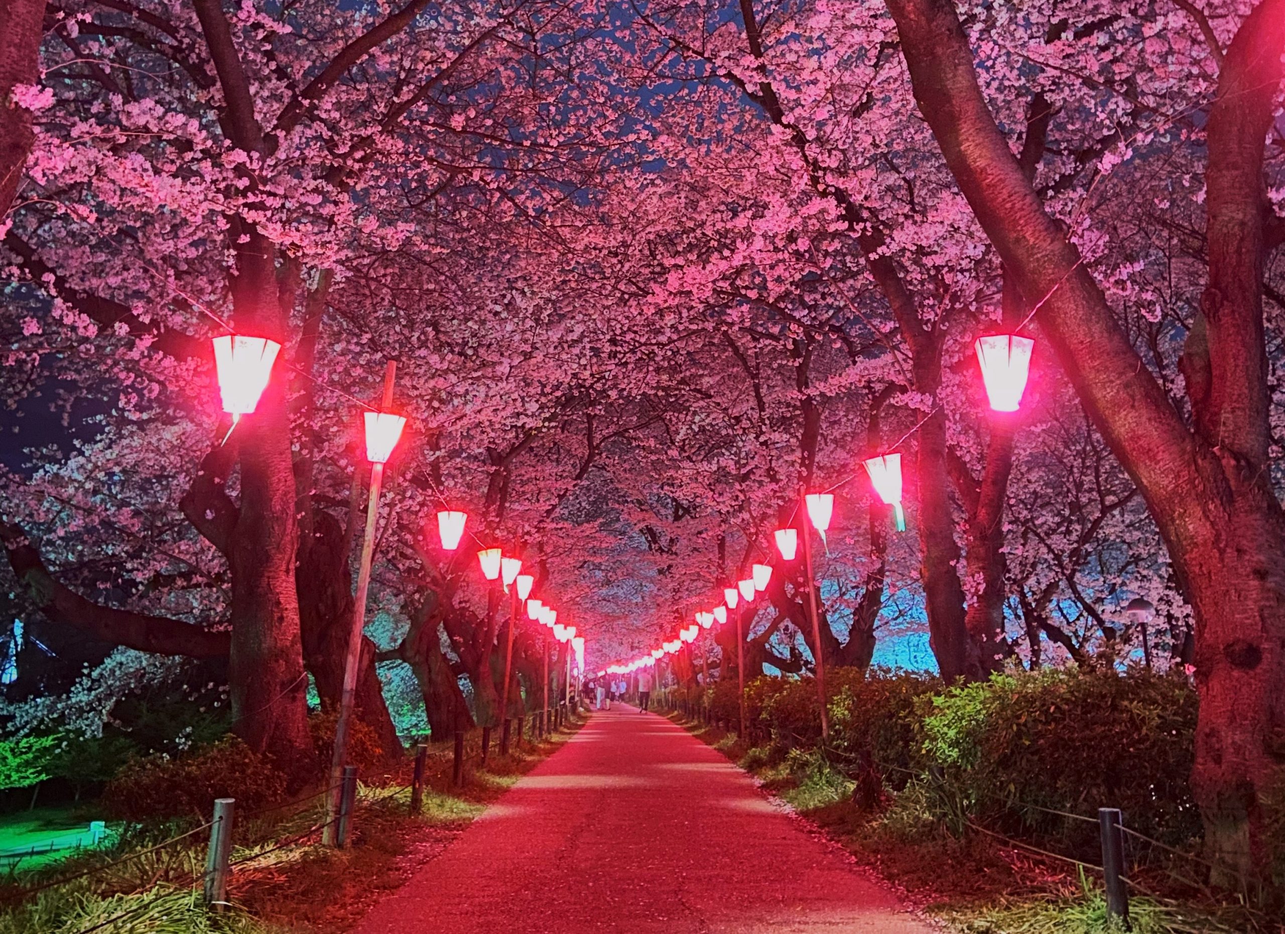 【2026】幸手権現堂の桜と菜の花！見頃や混雑回避・屋台まで徹底解説