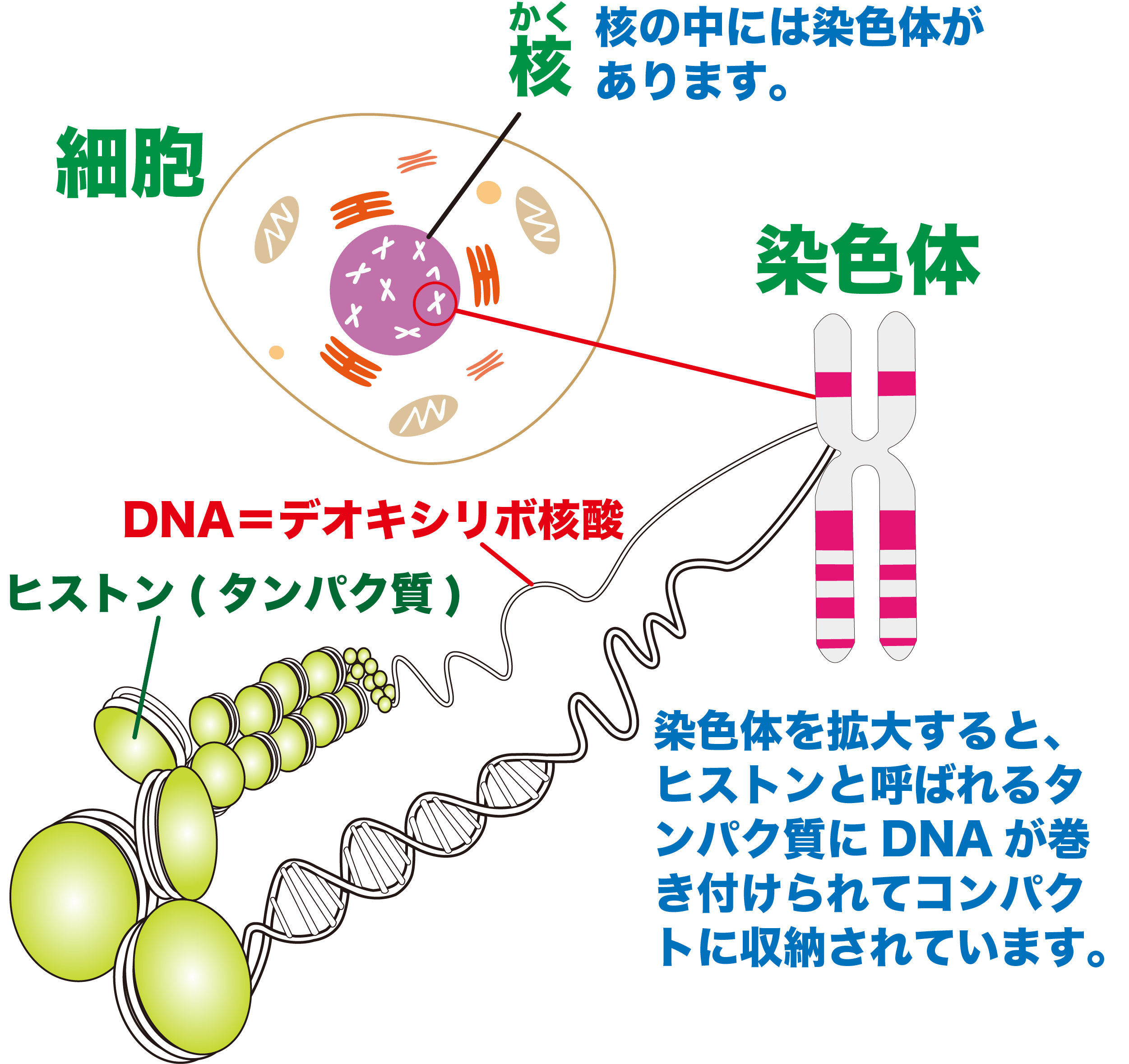 【図解】遺伝子と染色体の違いとは？Dnaやゲノムとの関係を徹底整理