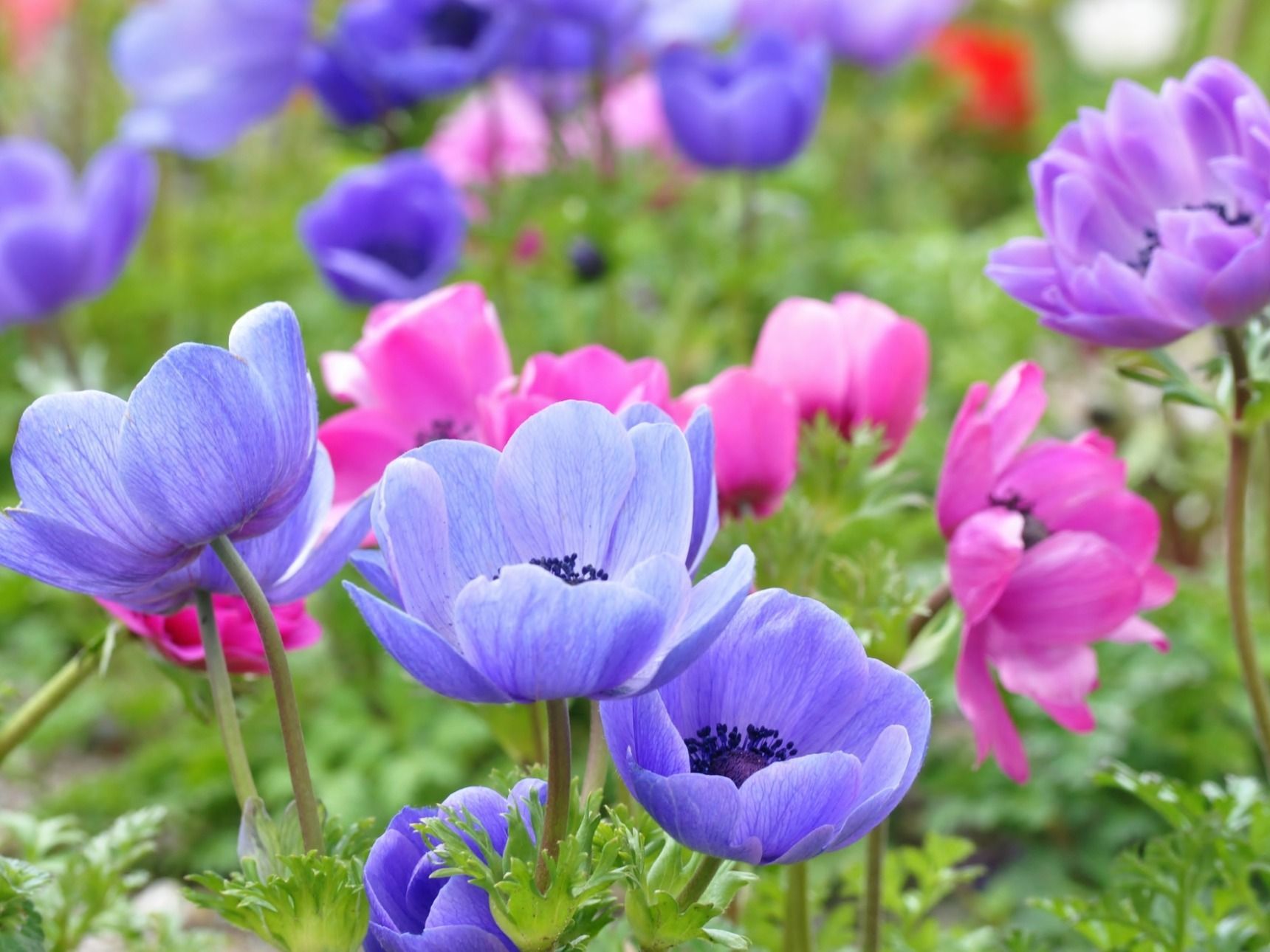 アネモネの花言葉は怖い？見捨てられた理由と色別の意味を徹底解明