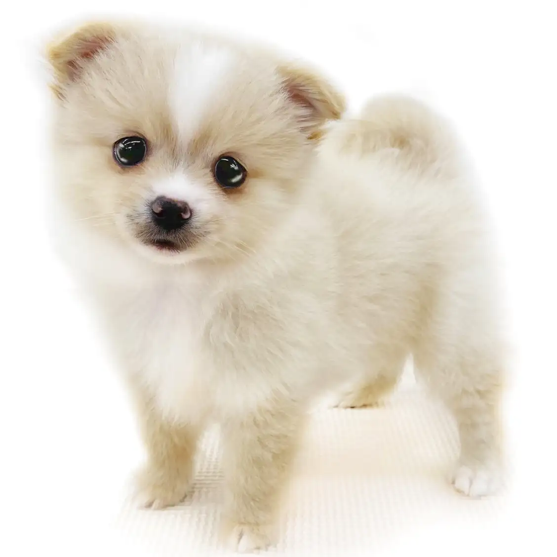 ポメチワは飼いにくい？成犬の大きさ・性格と後悔の真相【2026最新】