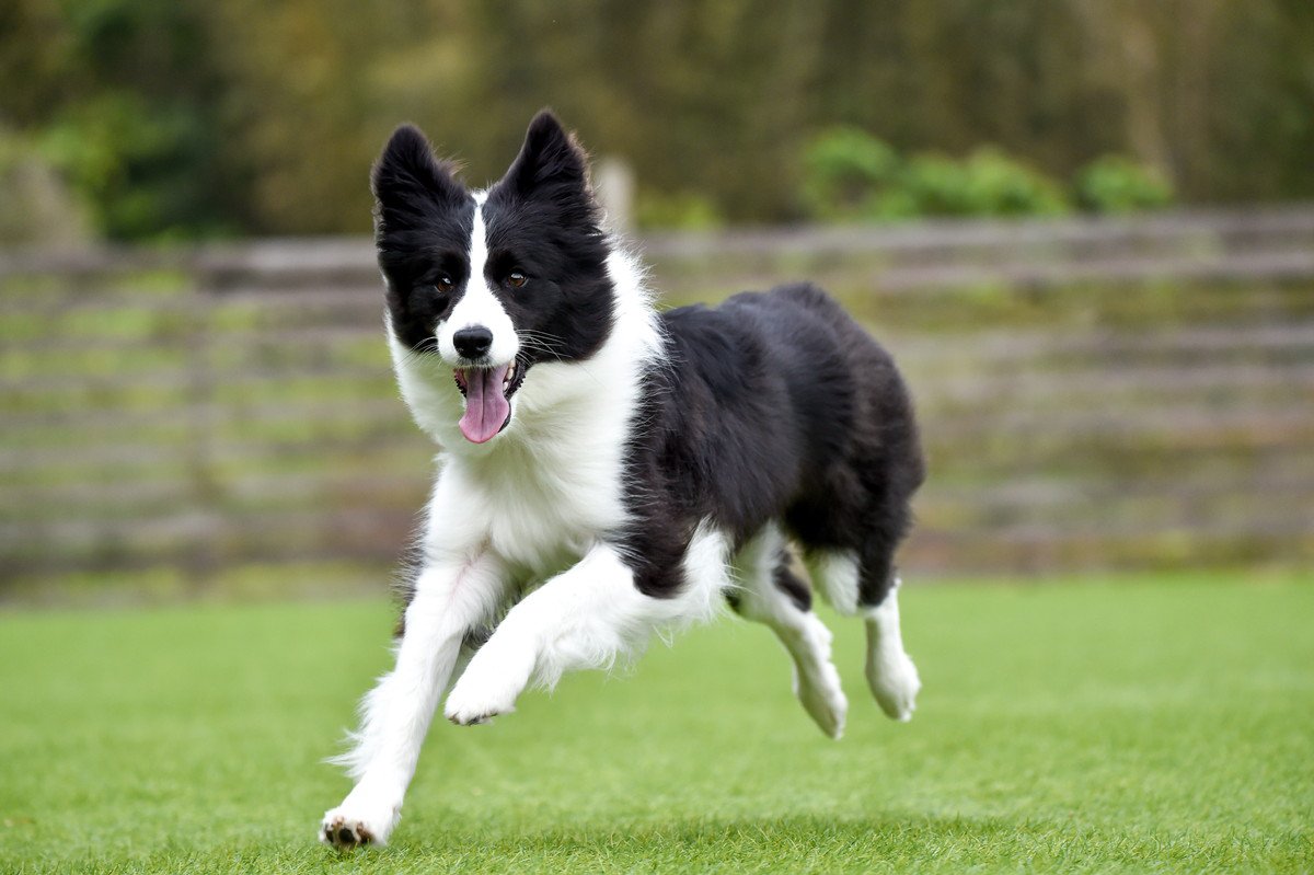 頭のいい犬種ランキング2026最新！賢い犬が飼いにくい理由と真実