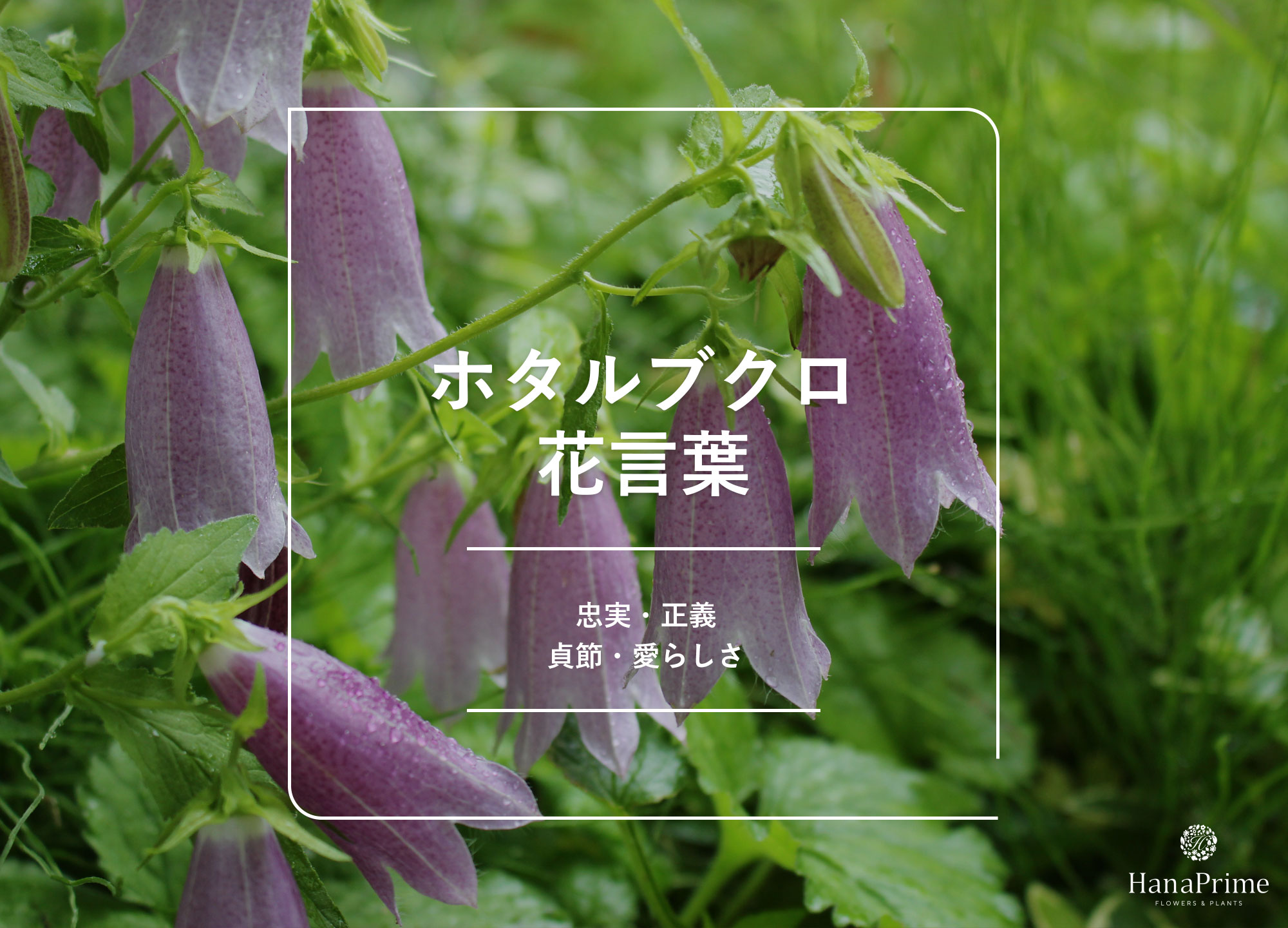 ホタルブクロの花言葉に怖い意味は？由来や色別・誕生花と贈る注意点
