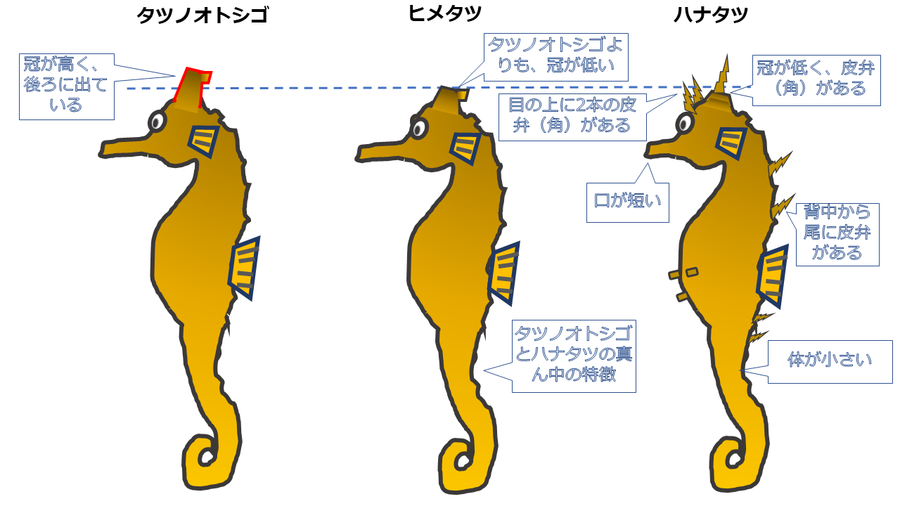 タツノオトシゴは何類？魚類である決定打とオスが出産する驚きの生態