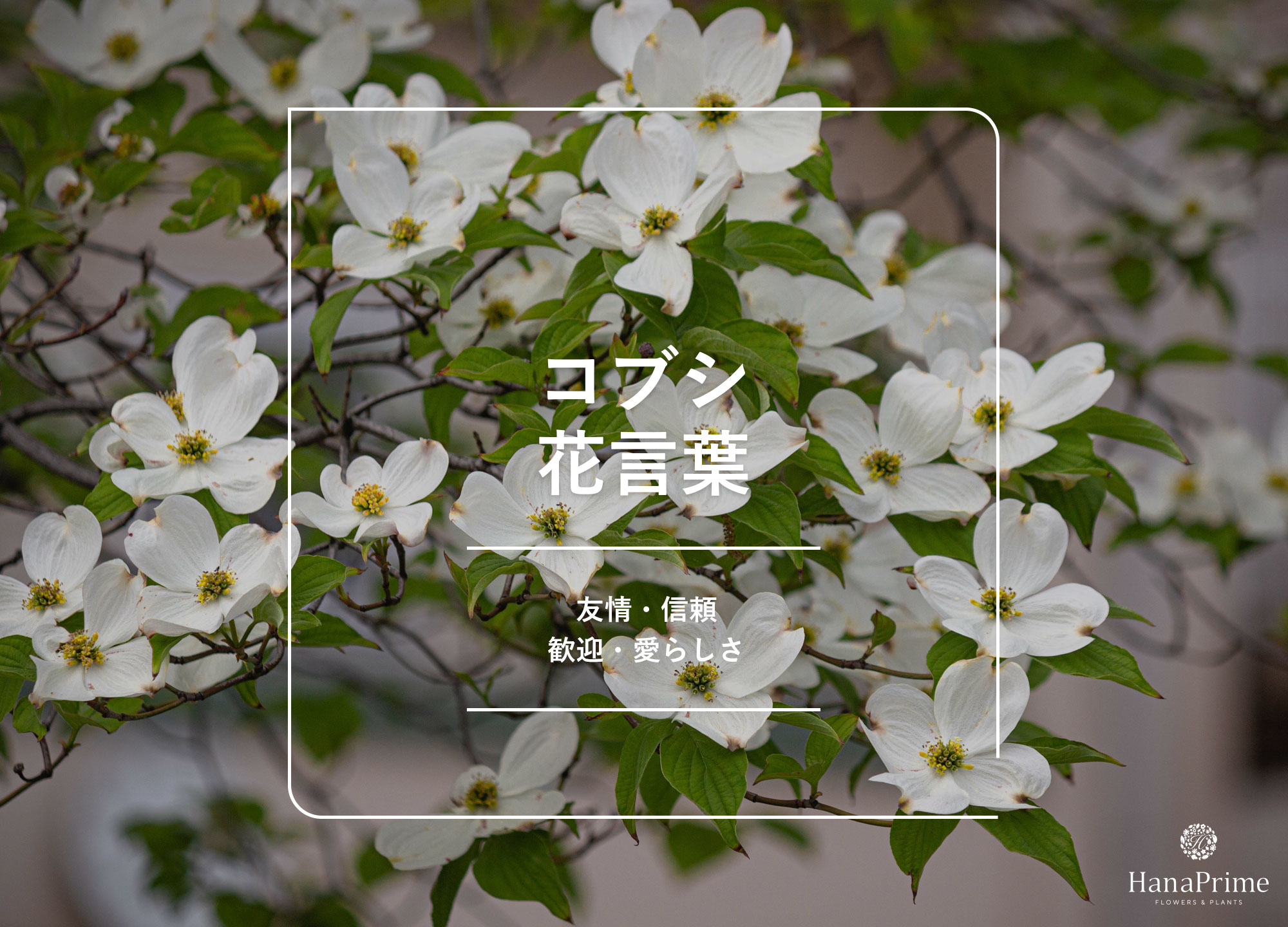 こぶしの花と白木蓮の決定的な違いとは？見分け方と剪定の極意を徹底解説