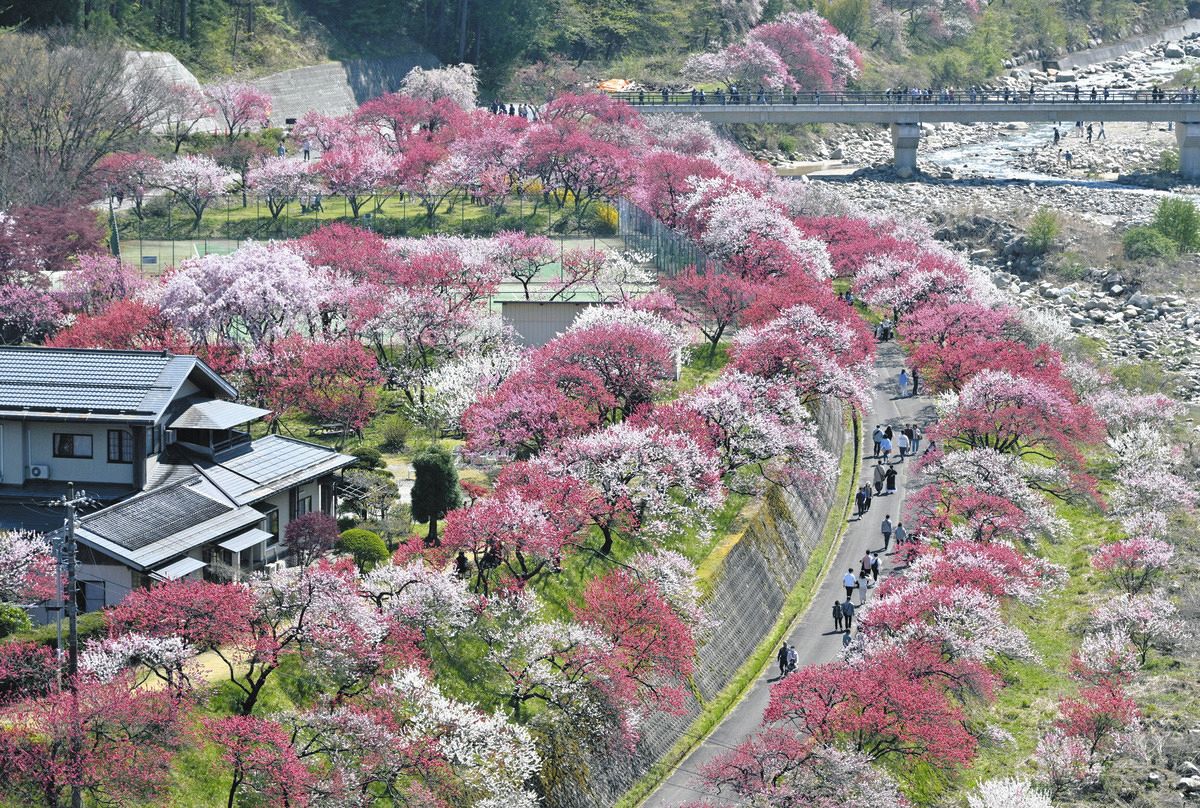 阿智村花桃の里2026｜見頃と渋滞回避の秘訣を徹底解説