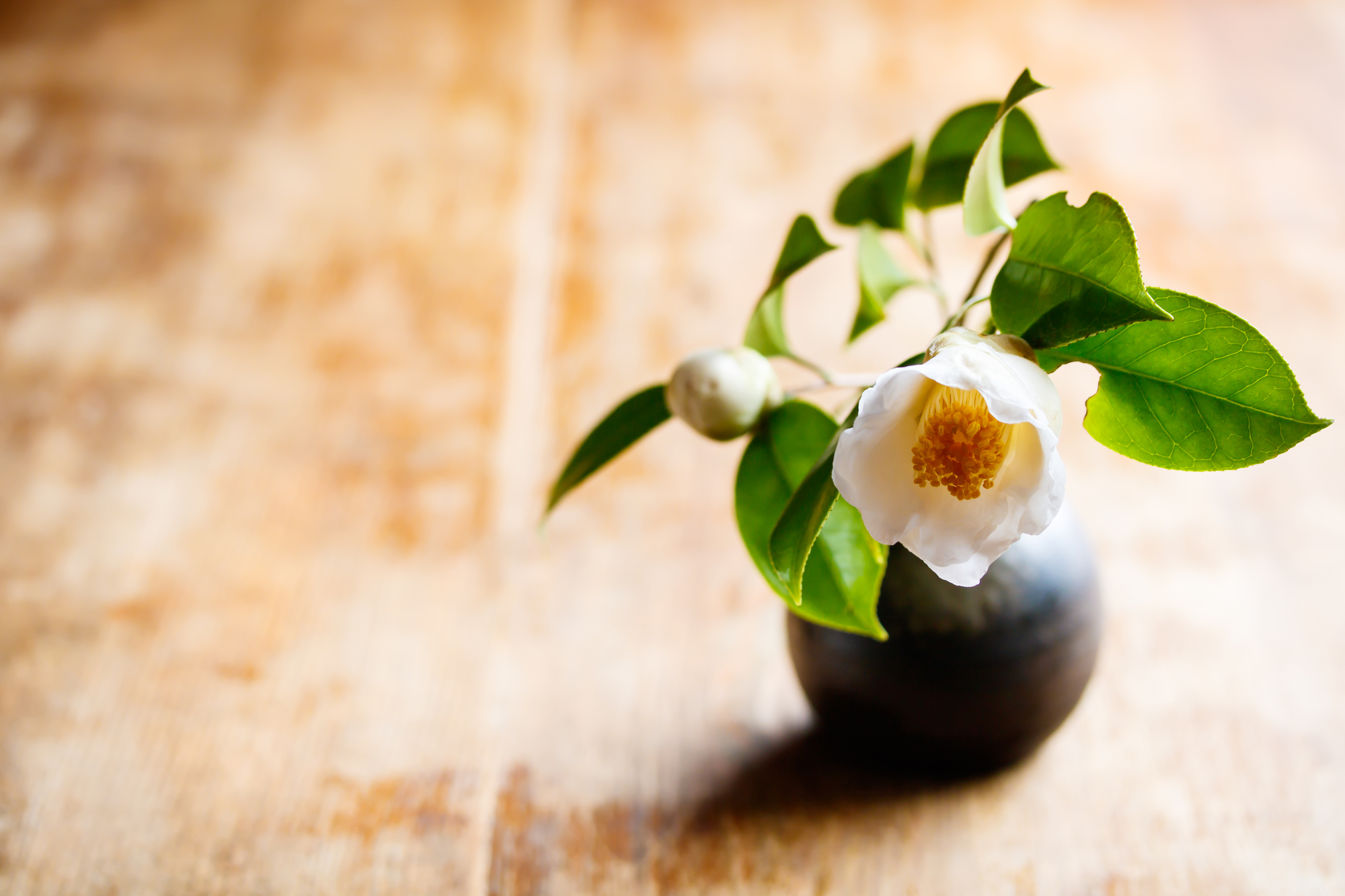 なぜ今「茶華道」に熱視線？茶道・華道の違いと大人の教養を徹底解説