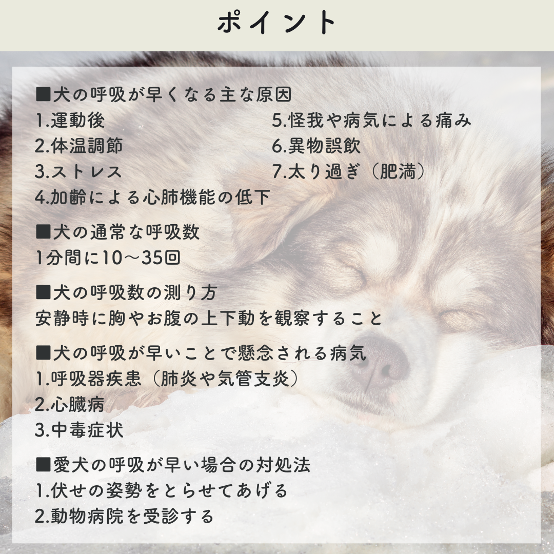 犬の呼吸が早い原因と危険サイン｜安静時のハアハアや病気の受診目安