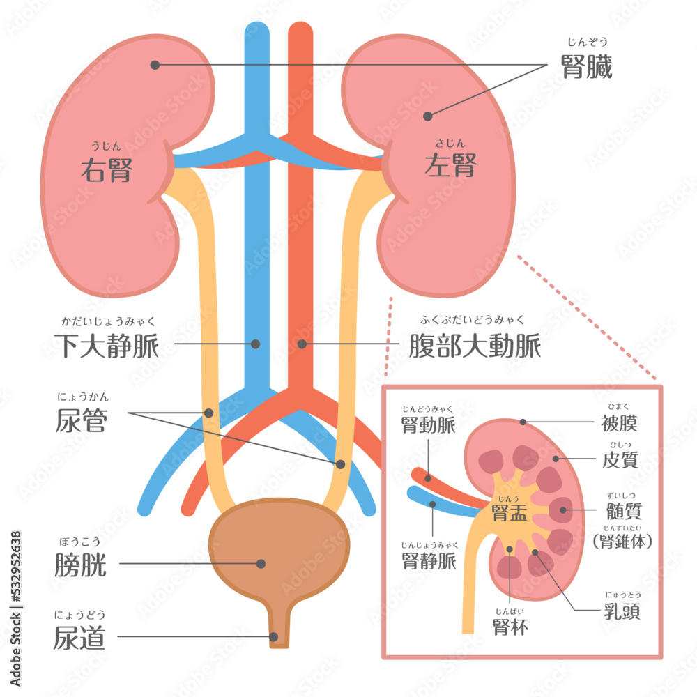 腎臓の値段と移植費用の現実とは？公的医療保険と闇ルートの真相