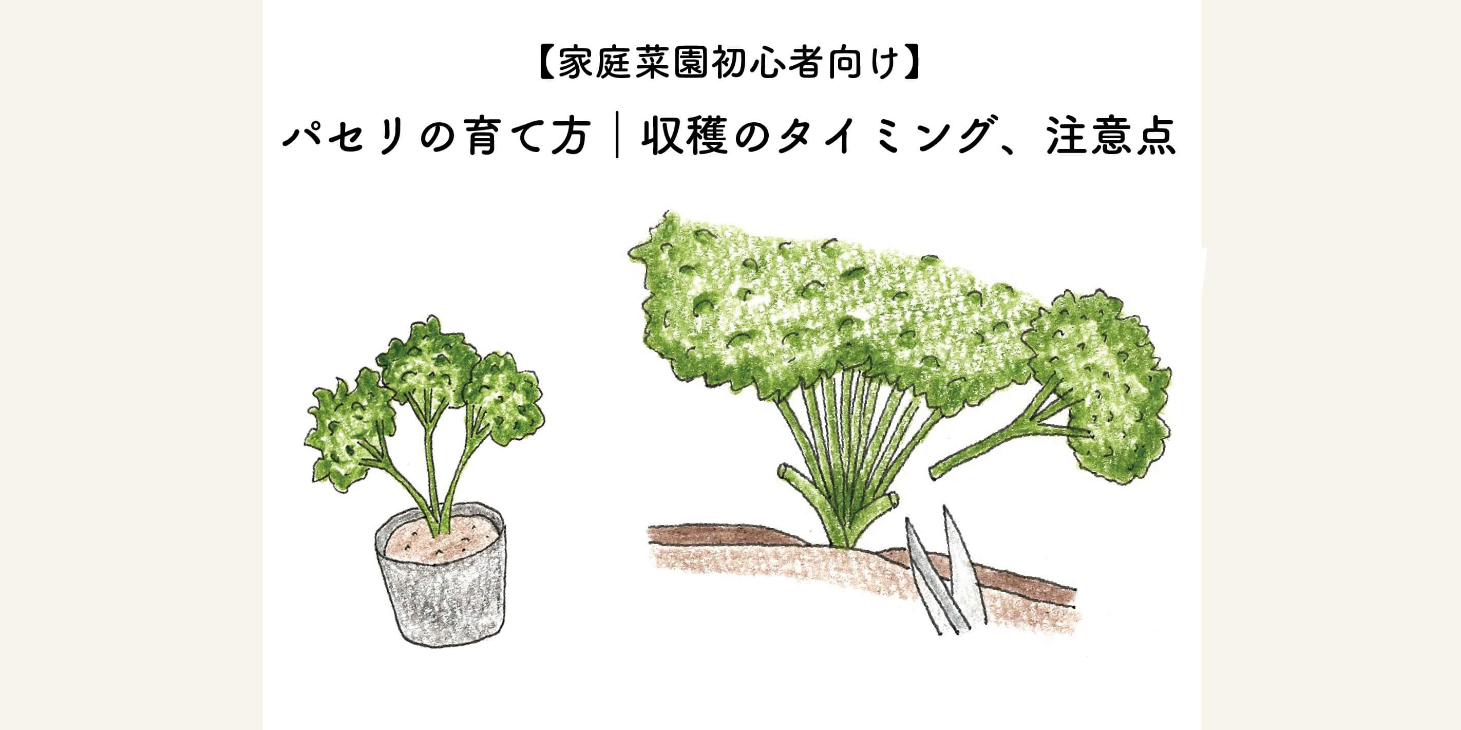 すぐ枯れるのはなぜ？プロが教えるパセリの育て方と長く収穫する極意