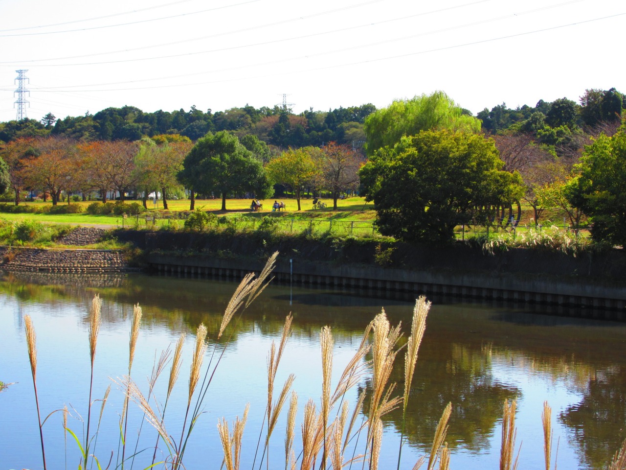 北柏ふるさと公園の魅力と混雑の真相！駐車場やカフェ評判を徹底解剖