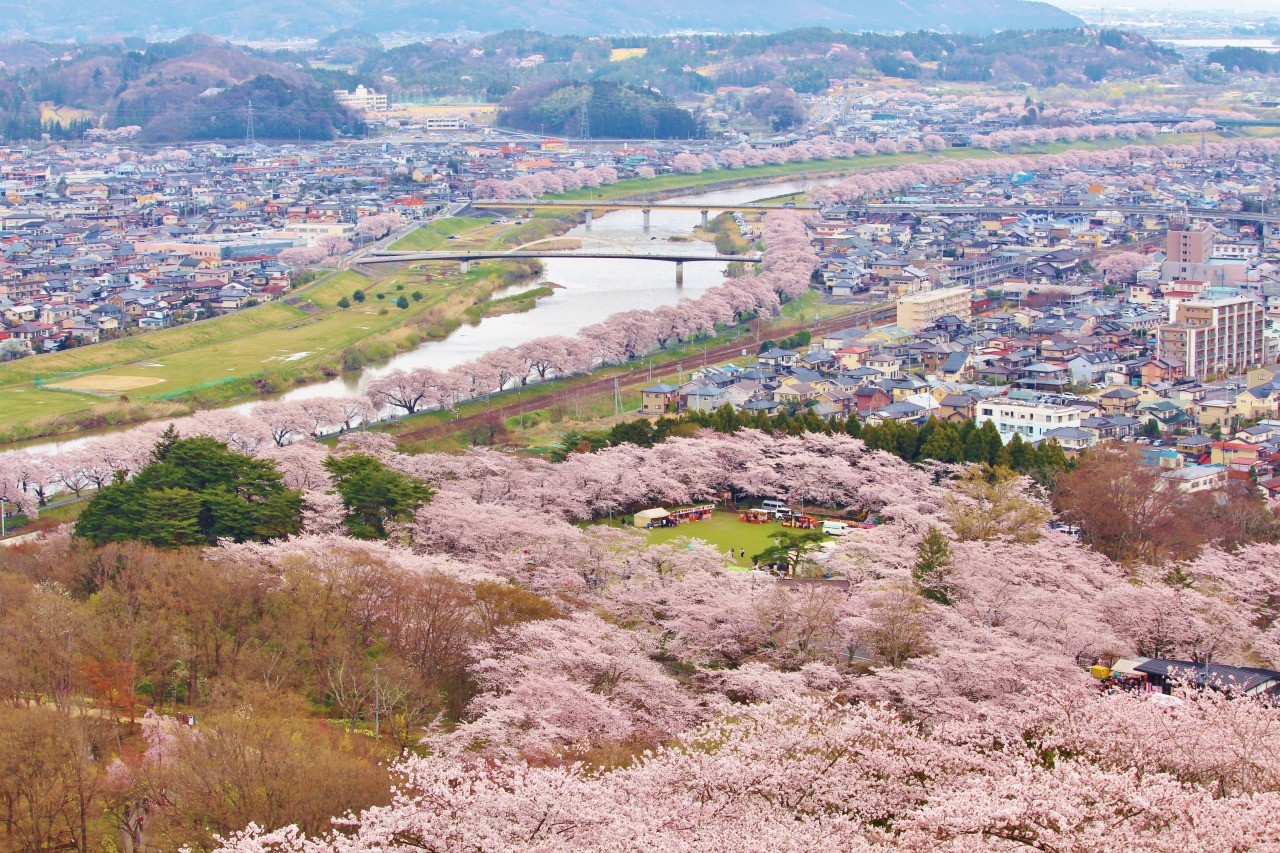 船岡城址公園の桜が圧巻すぎる理由とは？2026見頃と混雑回避術