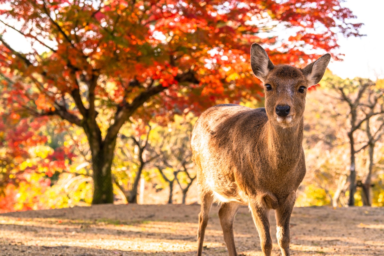 奈良公園2026完全攻略！鹿の秘密と混雑回避の穴場ルート徹底解説