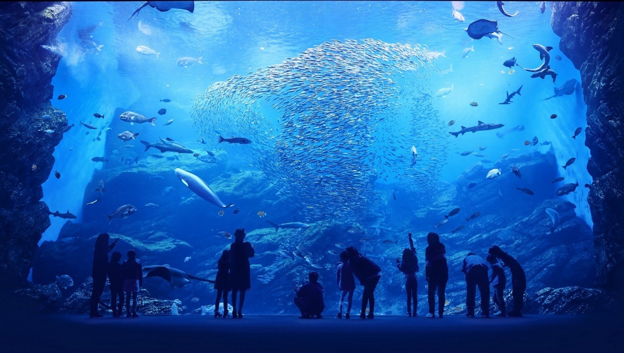 杜の海水族館2026完全攻略！割引・混雑回避と見どころを徹底検証
