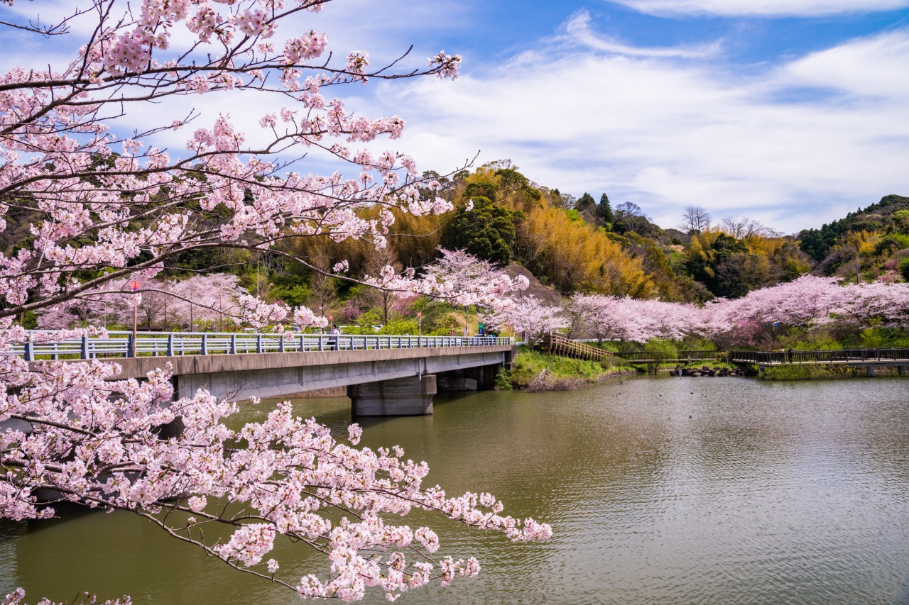 佐久間ダム湖親水公園の頼朝桜・水仙見頃と混雑回避の完全ガイド