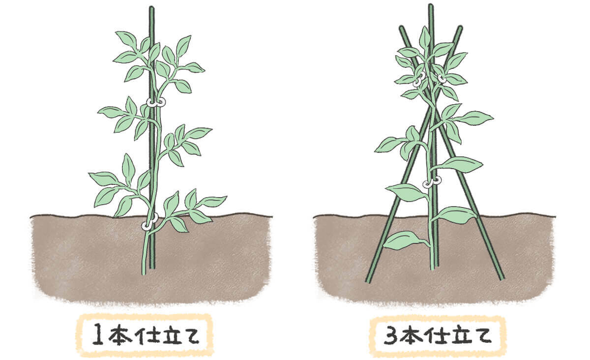 ミニトマト支柱の立て方と倒れる原因！強風に負けない誘引の極意