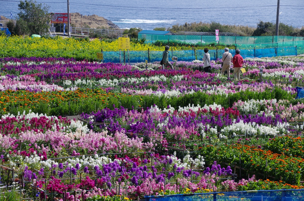 【2026最新】千倉の花畑は見頃いつ？花摘みの混雑回避術を徹底解説
