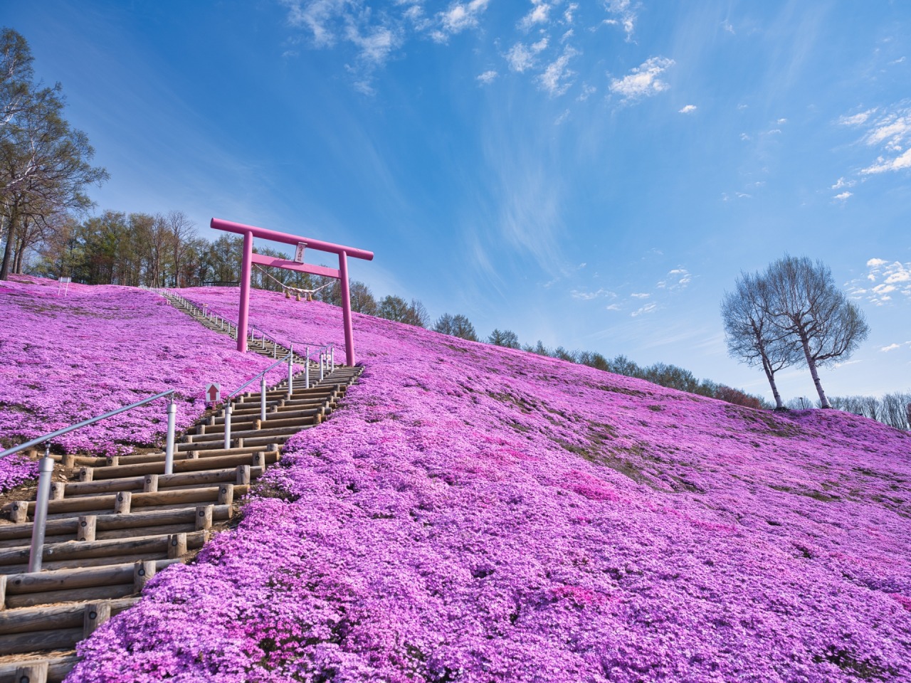 ひがしもこと芝桜公園2026！見頃時期や混雑回避と名所を徹底解剖