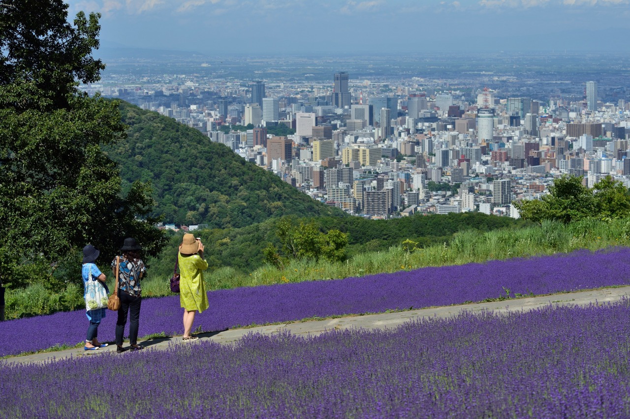 札幌・幌見峠ラベンダー園2026！見頃と混雑回避＆夜景攻略法