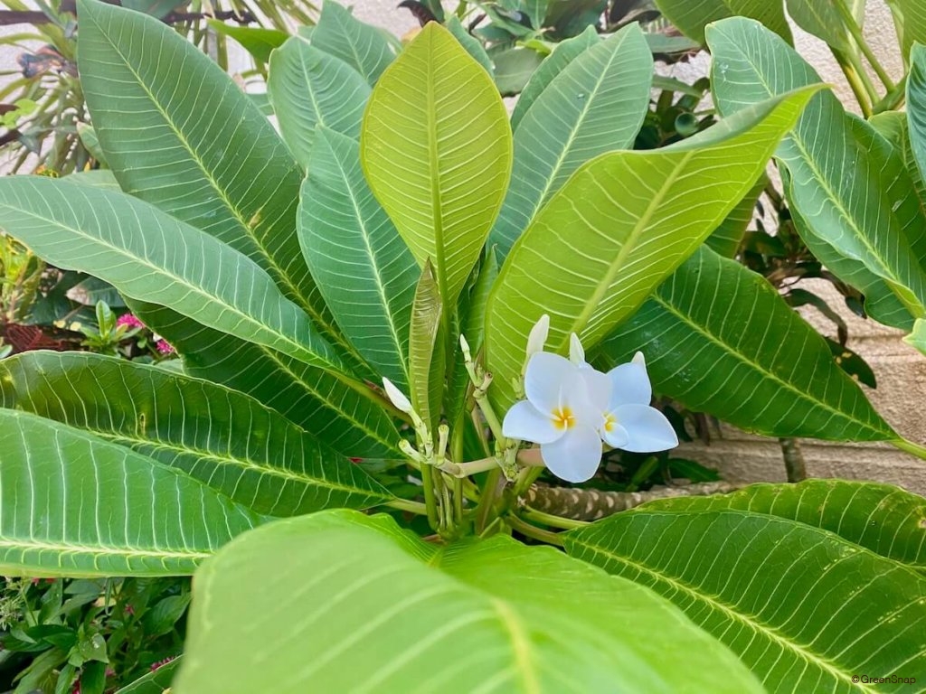 プルメリアの花言葉に怖い意味はある？墓地に咲く理由と裏の真相を徹底検証