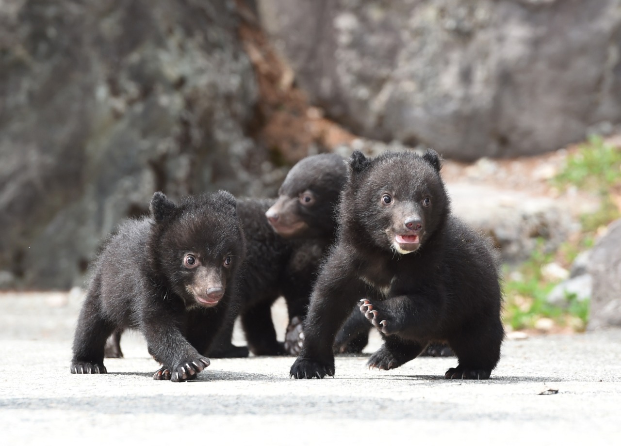 奥飛騨クマ牧場の真実！子グマ抱っこ時期や料金割引・所要時間を徹底調査