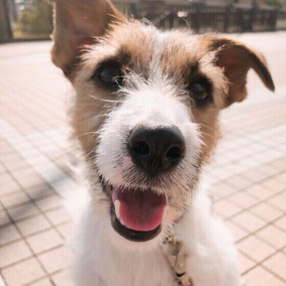 犬が口を舐めてくる理由と隠された心理｜感染リスクと正しい対処法