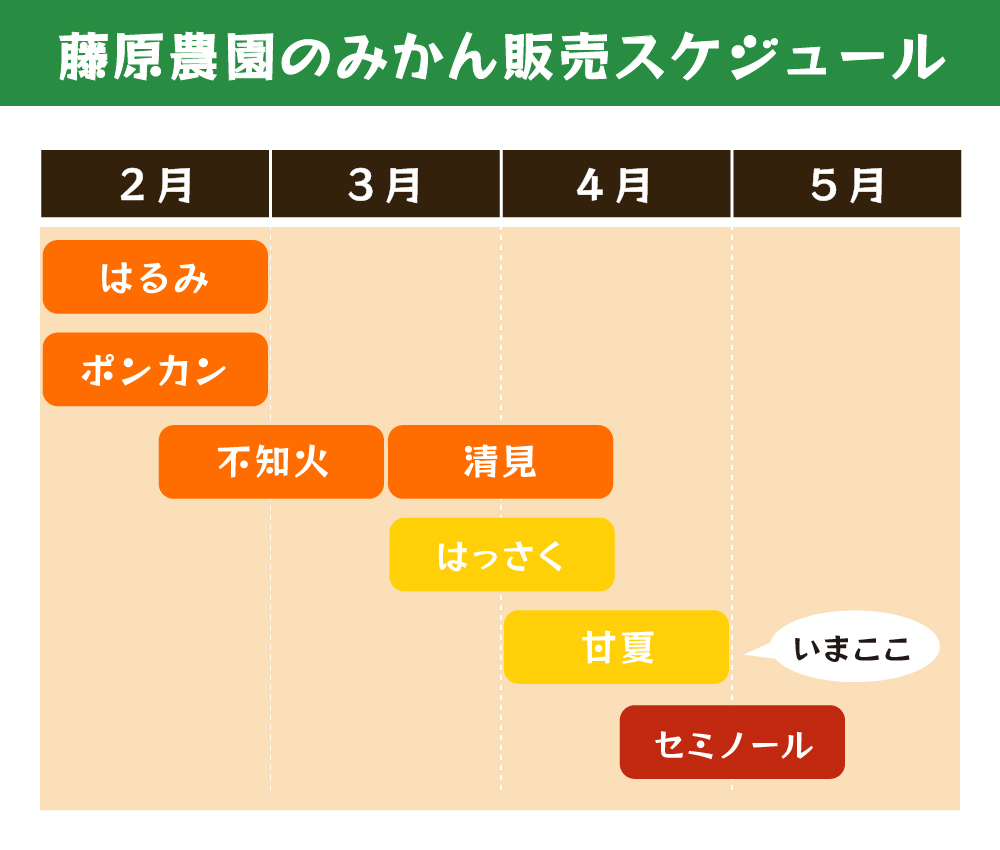 甘夏の旬はいつ？収穫とズレる本当の食べ頃を徹底解説