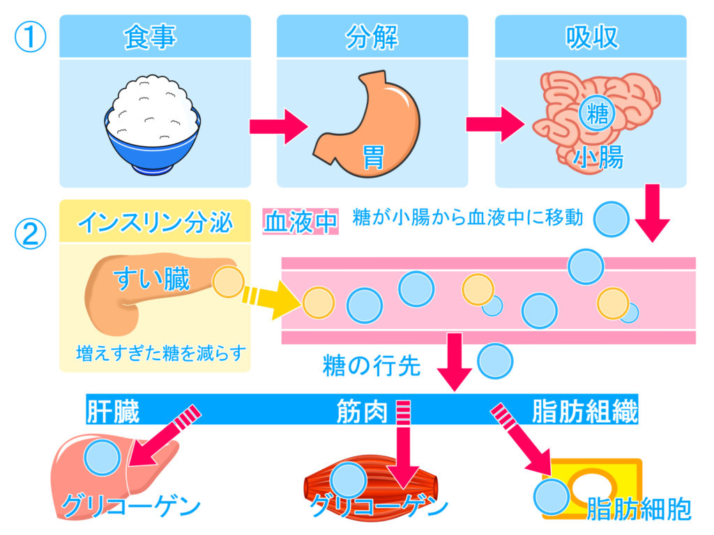 筋トレ翌日に体重が増えるのはなぜ？筋肉痛とむくみの真相を徹底解剖