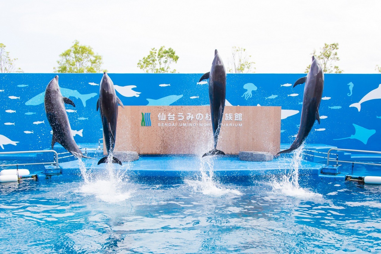 仙台うみの杜水族館の真実｜割引チケット・混雑回避と見どころ完全網羅