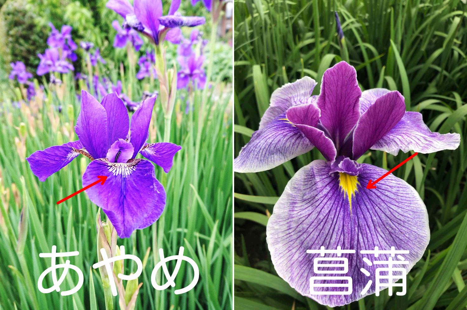 あやめとしょうぶの違いは？一瞬で見分ける花びらの模様と生息地